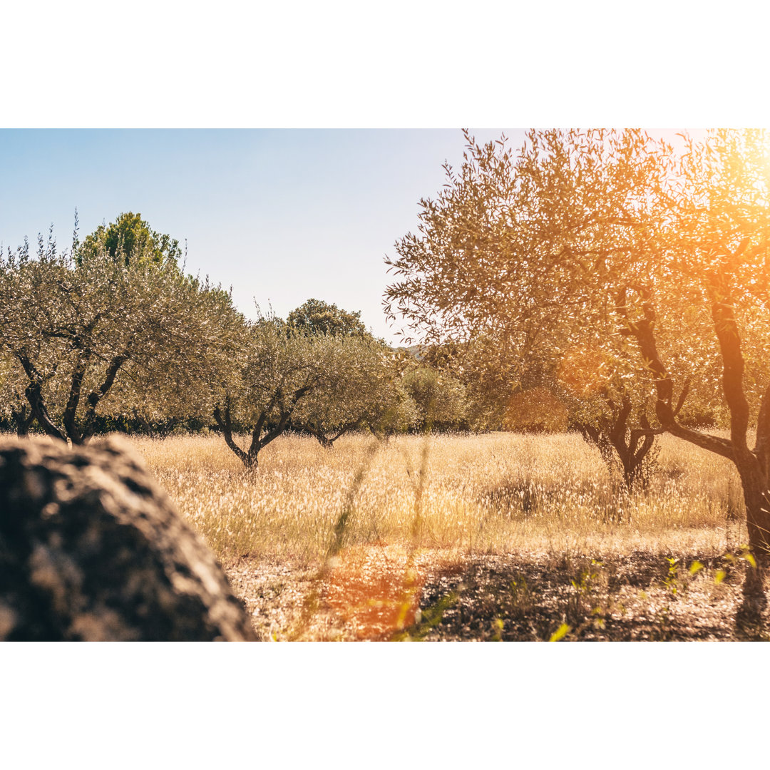 Leinwandbild Alter Olivenhain in der Provence in Südfrankreich