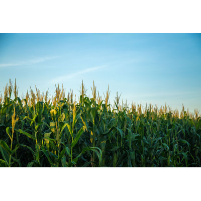 " Corn Plantation "