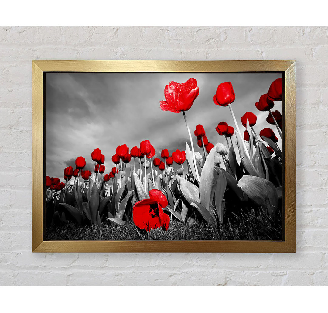 Roter Tulpenhimmel B N W - Druck