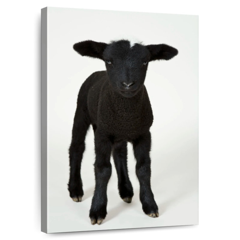 Black Baby Sheep, 48" H x 32" W