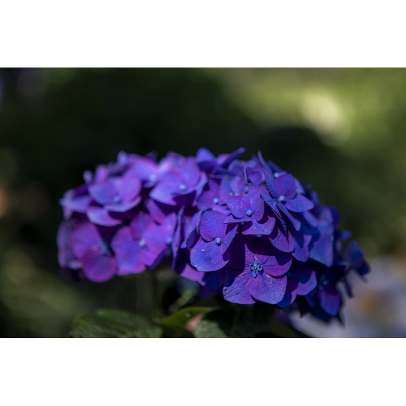 Hortensia mauve Dantwan par Aaron Matheson, H 12 po x l 18 po