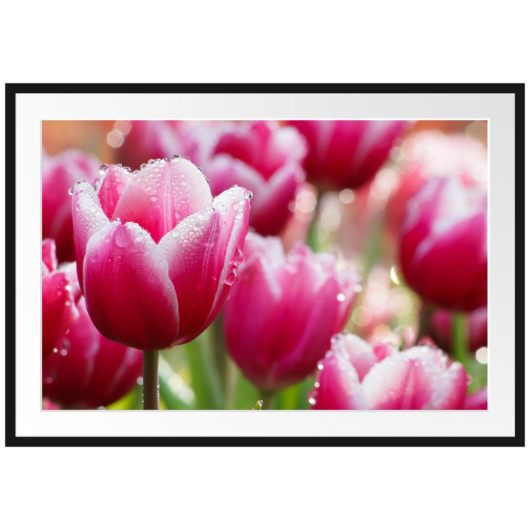 Gerahmtes Poster Tulpen mit Morgentau