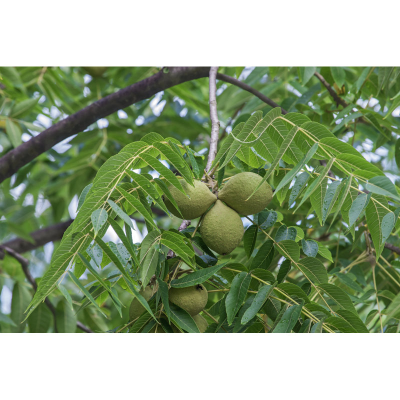 Walnut Fruits by Nickkurzenko - Wrapped Canvas Print, 30cm H x 46cm W