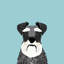Schnauzer, impression sur toile tendue-19741976-74757714-74757715