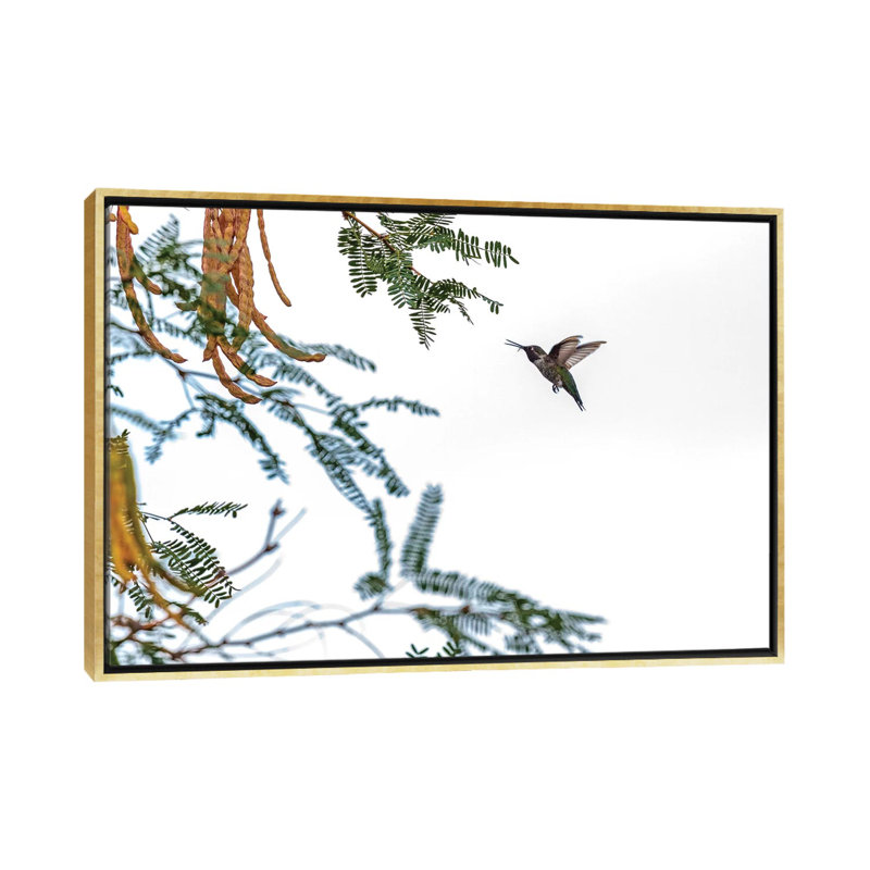 Colibri en vol isolé sur un ciel blanc par Susan Schmitz - impression d'art graphique, H 18 po x l 26 po x P 1,5 po