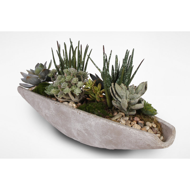 Faux Succulent Plant in Stone Planter