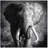 Elephant Acrylic Photographic Print