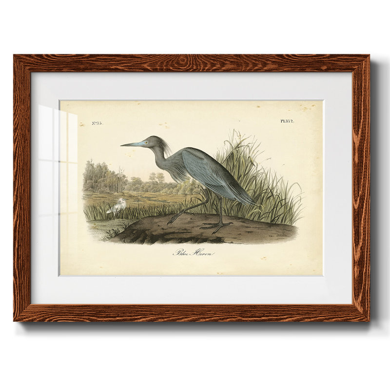 Audubons Blue Heron, Érable