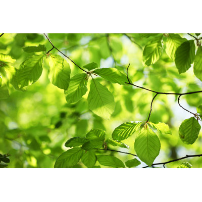 Nouvelles feuilles de hêtre au printemps par Lubilub