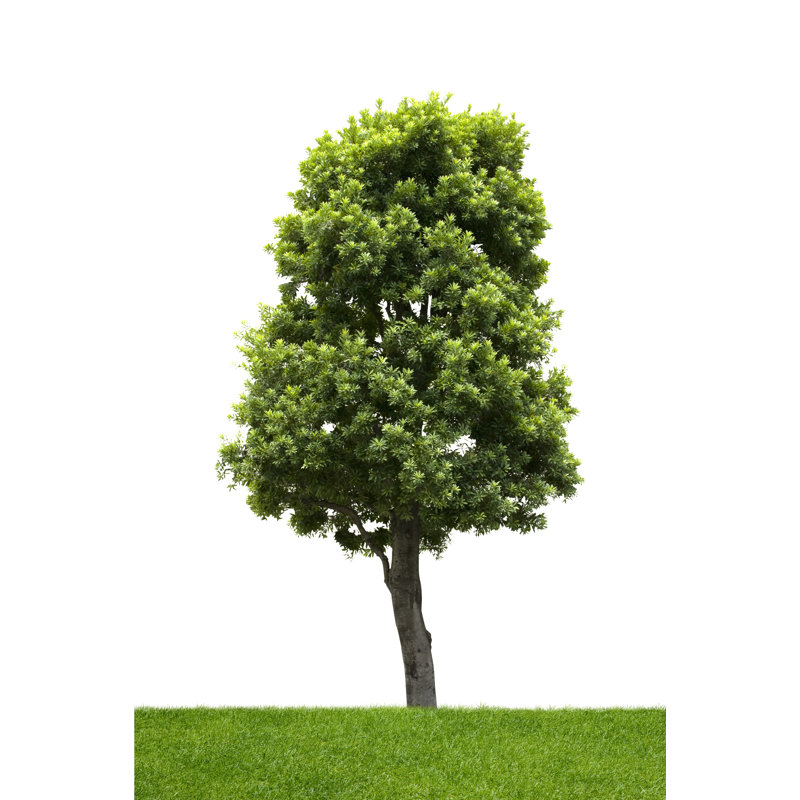 Tree by T_Kimura, 12" H x 8" W