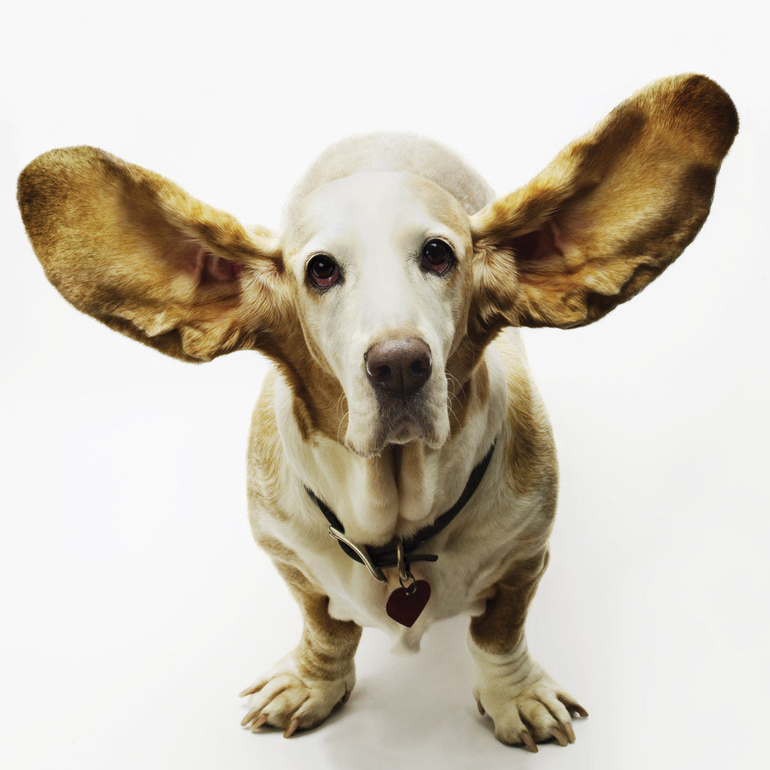 Bassett Hound Hund von Stevecoleimages - Druck auf Leinwand ohne Rahmen