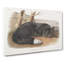 American Black Fox - Wrapped Canvas-55368592