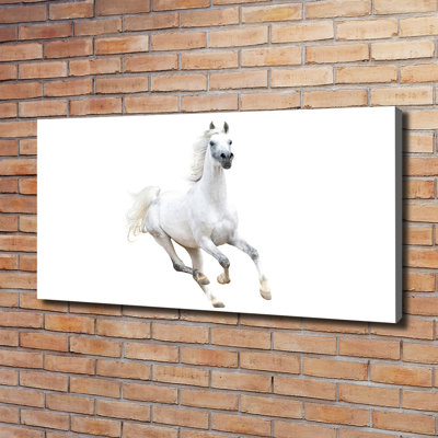 White Arabian Horse 1 Piece Wrapped Canvas Wall Art