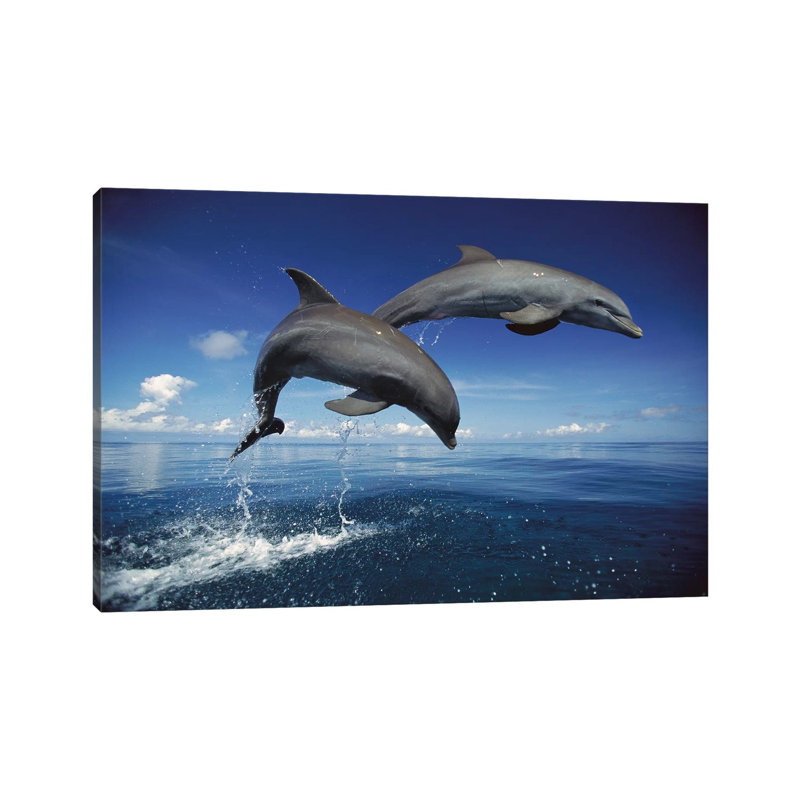 Bottlenose Dolphin Pair Jumping, Caribbean by Konrad Wothe - Wrapped Canvas Print, 20.32cm H x 30.48cm W x 1.91cm D