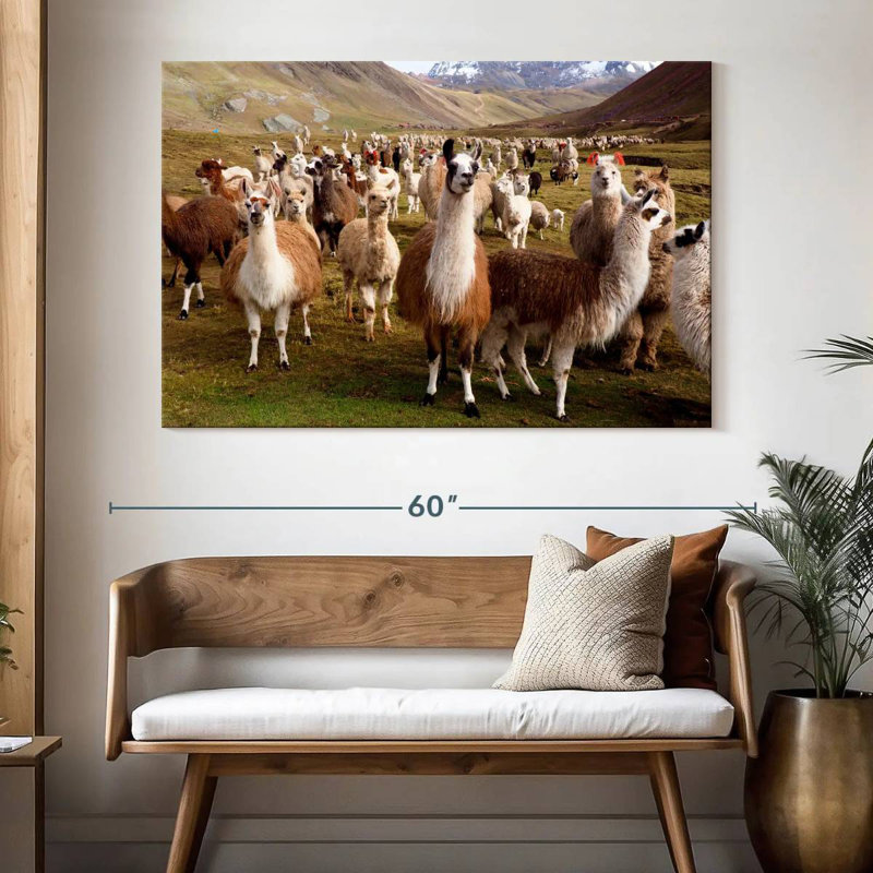 Brampt Llamas And Alpacas, 34" H x 51" W