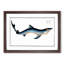 Blue Shark by M.E. Bloch - Picture Frame Painting Print-55544391-55544390