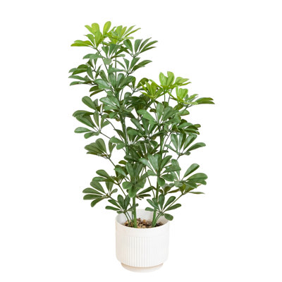 31 po Schefflera artificiel résistant aux rayons UV dans un pot de fleurs décoratif blanc (intérieur / extérieur)