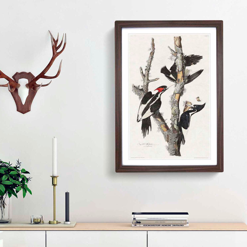 Ivory Billed Woodpeckers by John Audubon - Framed Print, 48cm H x 36cm W x 2cm D, Walnut Framed