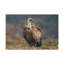 Art mural majestueux vautour-556947546