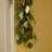 Eucalyptus Garland 64 in.