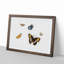 Five Butterflies by Herman Henstenburgh - Picture Frame Painting Print-55609168-55609167