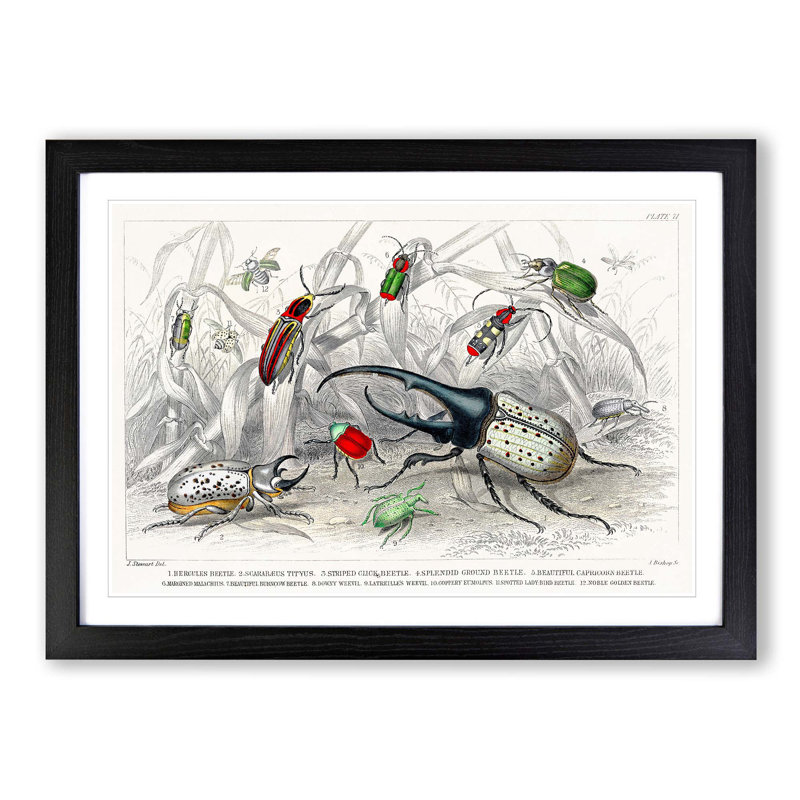 Assortment of Beetles PL. 71 1 Piece Single Picture Frame Painting, 45cm H x 63cm W x 2cm D, Black