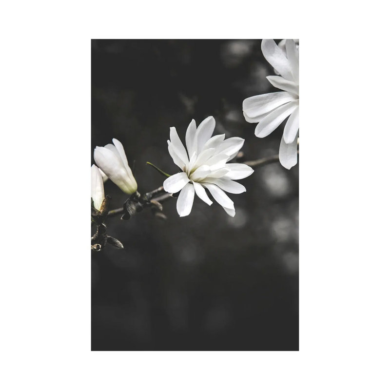 White Flowers by Design Fabrikken - Wrapped Canvas Painting, 20.32 cm H x 30.48 cm W