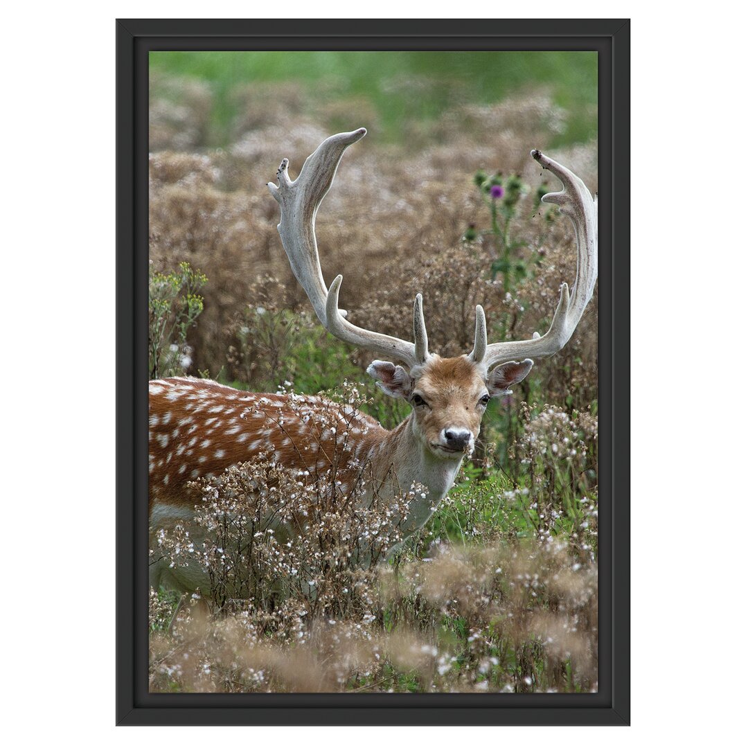 Gerahmtes Wandbild Axishirsch auf Wildwiese