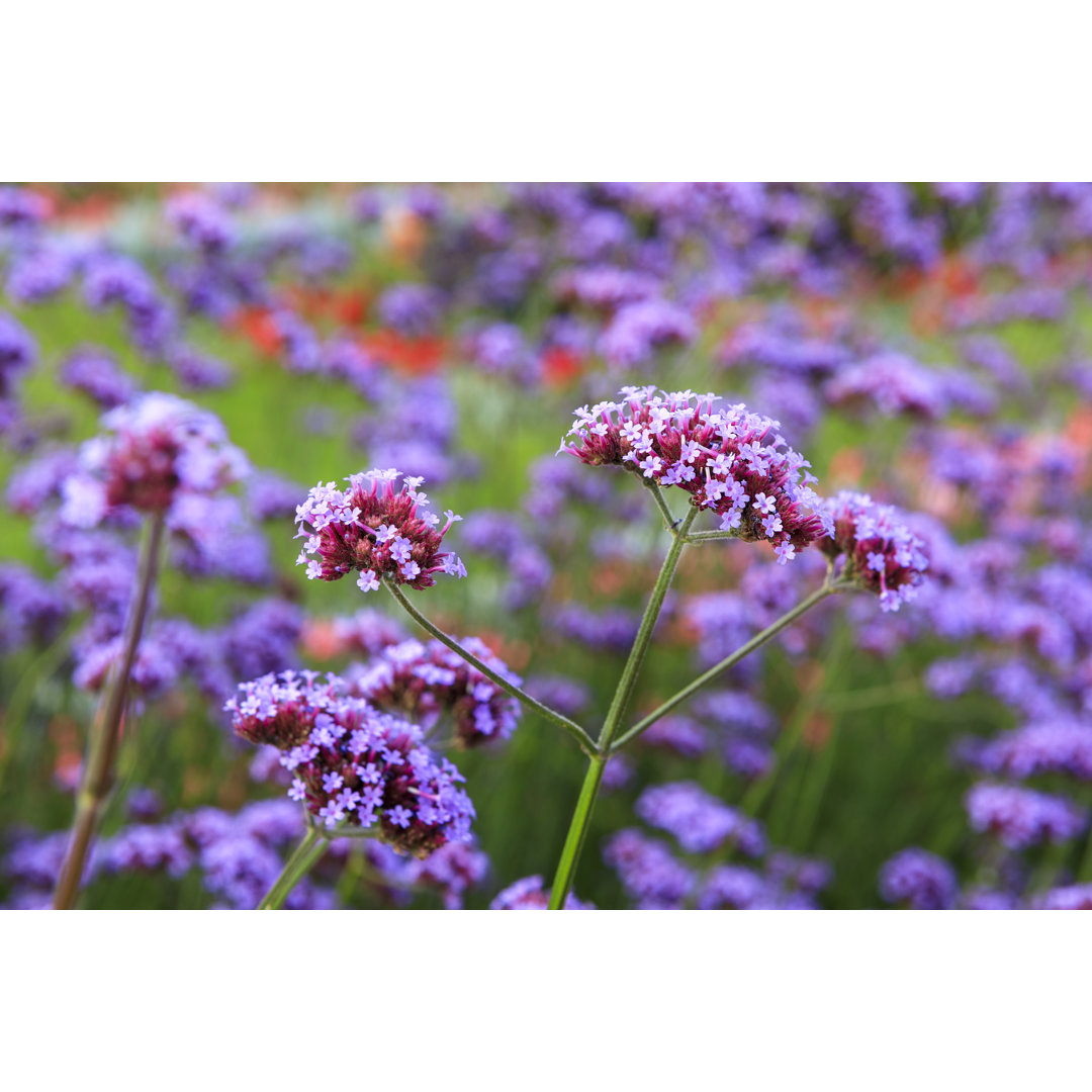 Verbena Bonariensis Flower von Tolga_Tezcan - Leinwanddrucke