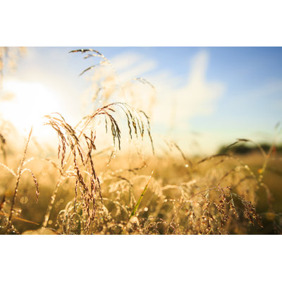 " Summer Nature Background "