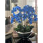 Plusieurs tiges d'orchidée phalaenopsis en pot de fleurs-1754035993