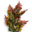 50 cm H Faux Plant-127680951