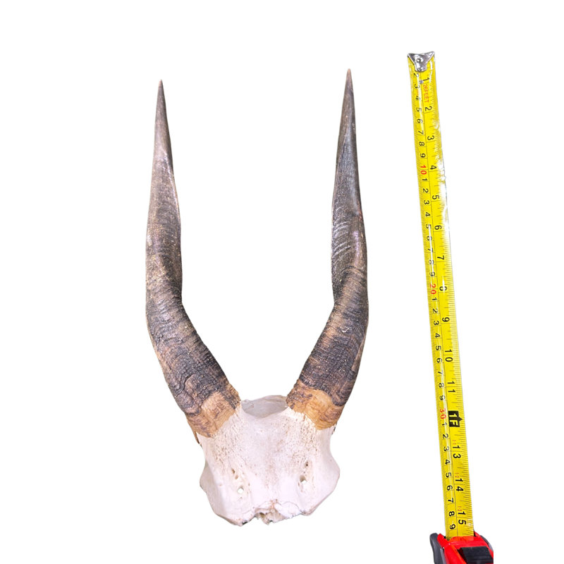 Real Bushbuck Antelope Skull