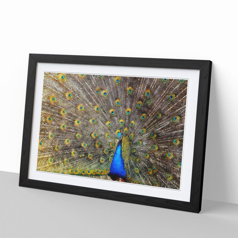 Peacock Vol.1 - Framed Print, Black Framed, 48cm H x 65cm W x 2cm D