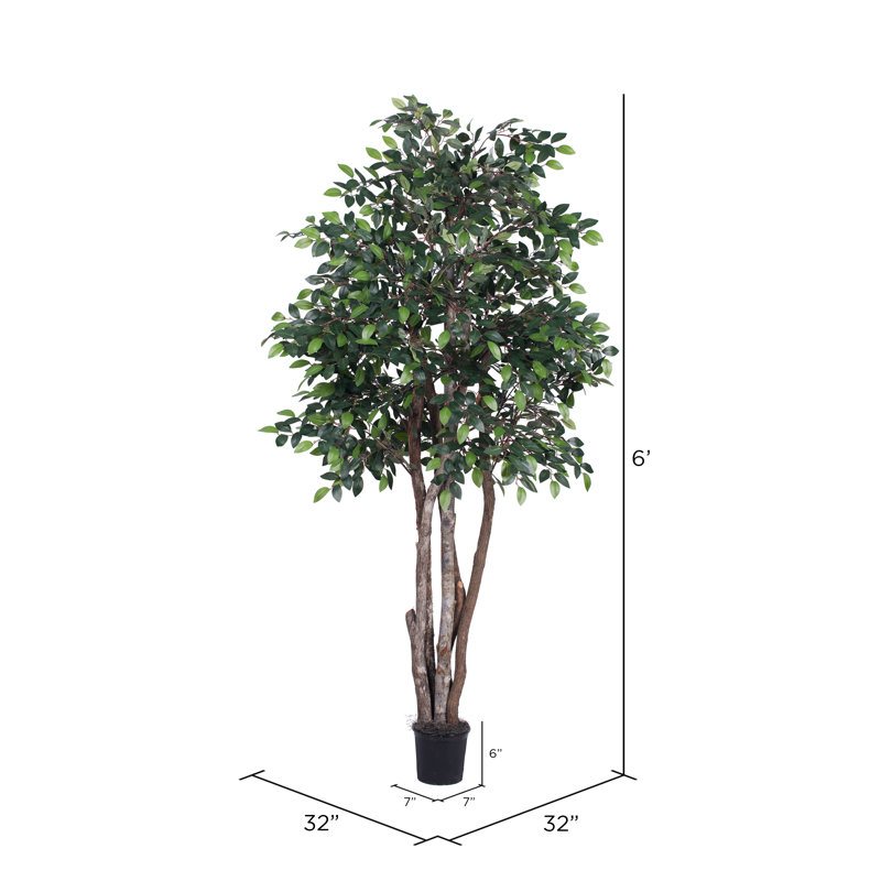 Arbre à feuillage en pot mini ficus