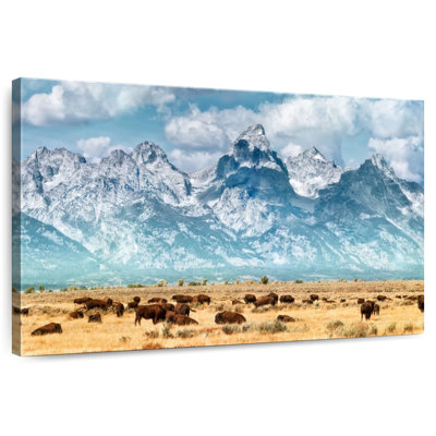 Bison de Yellowstone