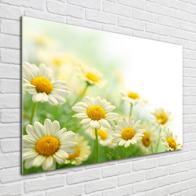 Daisies - No Frame Print on Glass