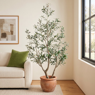 Olive Tree in Pot
