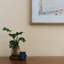Sisal Monochromatic Authentic Grasscloth Wallpaper-1428427391