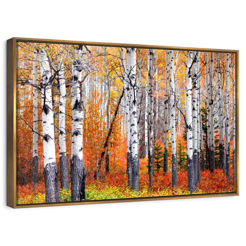 Forêt de trembles de Banff, Cadre flottant doré, 37 po x 25 po
