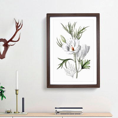 White Hibiscus Flowers - Framed Print