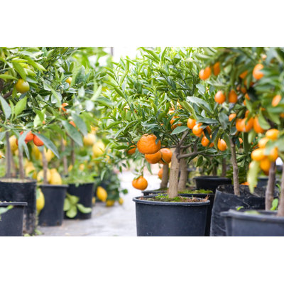 Plusieurs citrons dans des seaux noirs de cinq gallons - Photographie sur toile tendue