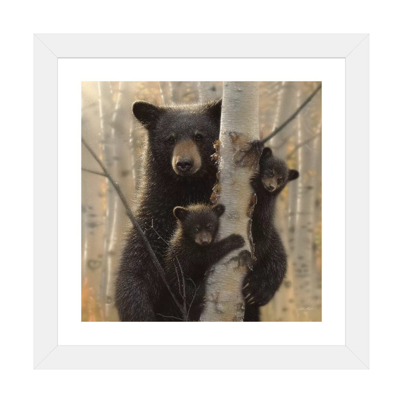 «Mama Black Bear» par Collin Bogle Print, H 16 po x l 16 po x P 1 po, Papier encadré blanc