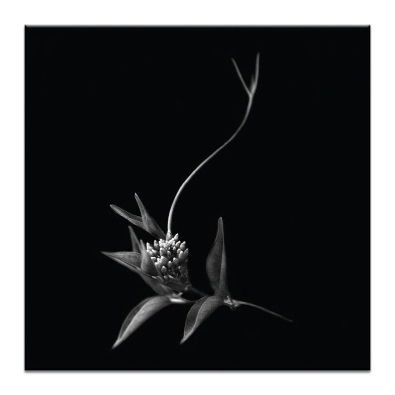 Photographers Lane - Wrapped Canvas Print, 76cm H x 76cm W