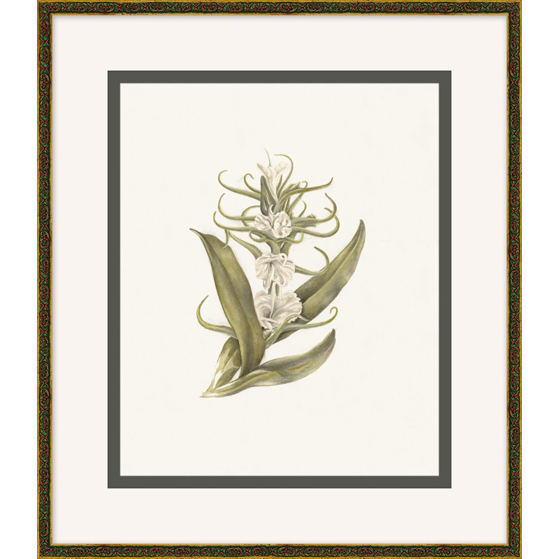 Orchidée sauvage 4
