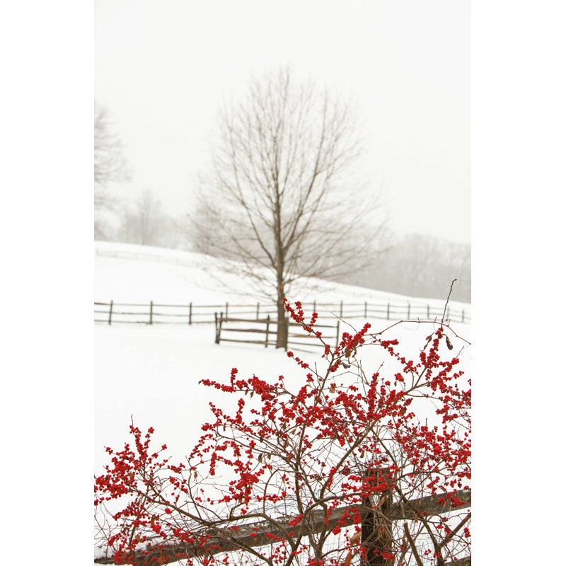 Rouge sur blanc, H 12 po x l 8 po