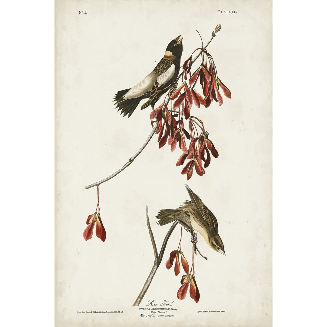 Leinwandbild Pl 54 Rice Bird von John Audubon