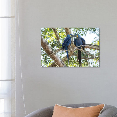 Pantanal, Mato Grosso, Brazil. Mated Pair Of Hyacinth Macaws Showing Affection by Janet Horton - Wrapped Canvas Print