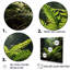 Jungle Ferns Delight sur impression sur toile-1243431291-1243431288