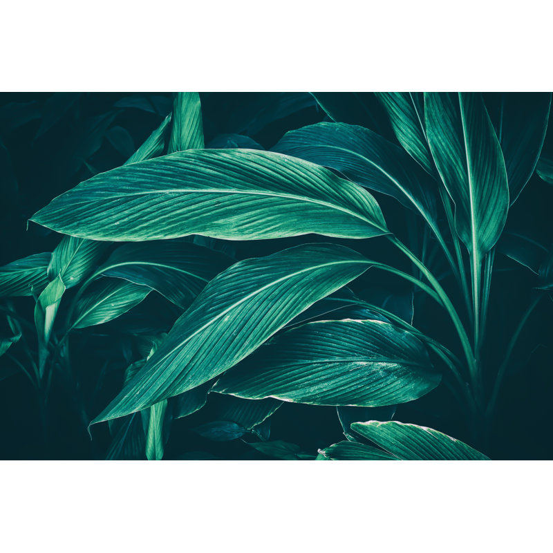 Nature Background - Wrapped Canvas Print, 81cm H x 122cm W x 3.8 cm D